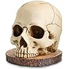 Life Size Skull Knife Holder Resin Skull Shaped Knife Block for Kitchen Indoor Desk Decorations